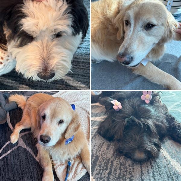 Paws and Think Therapy Dogs visit the attendees